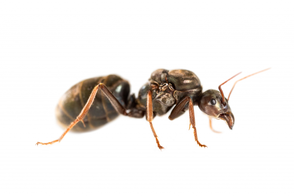 Iridomyrmex purpureus